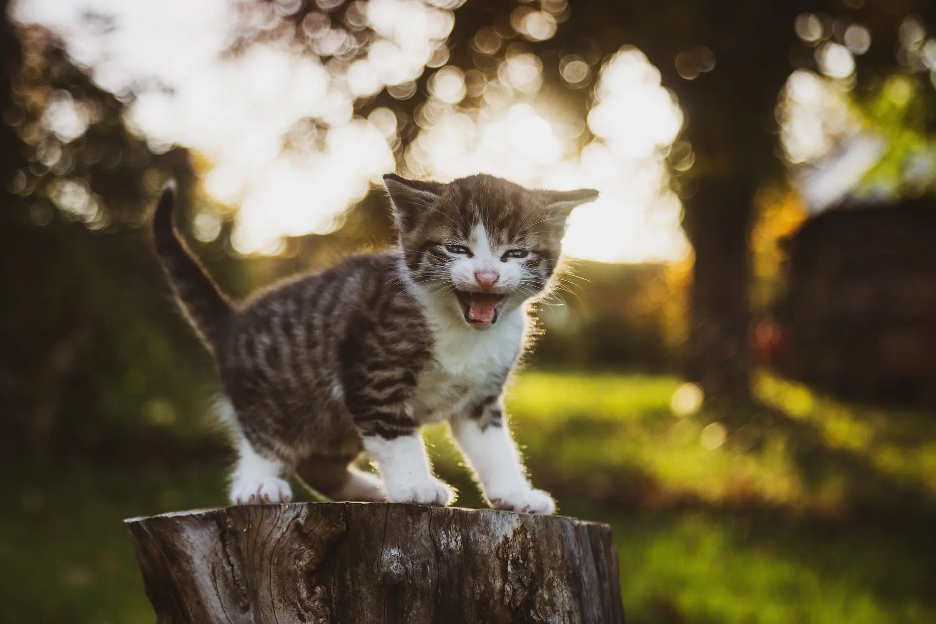 black teeth in cats