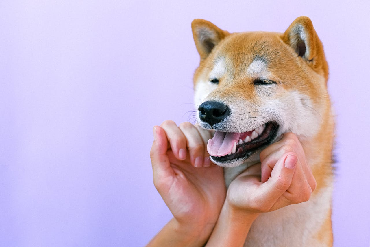 A photo of a tan colored, happy Shiba Inu with tongue out