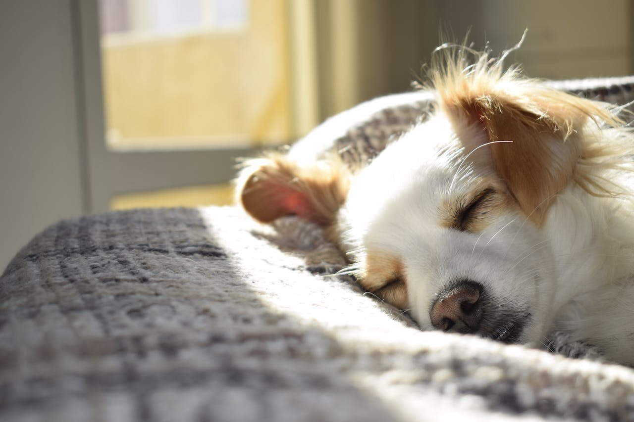 A brown and white dog napping in the sunshine on a gray blanket.