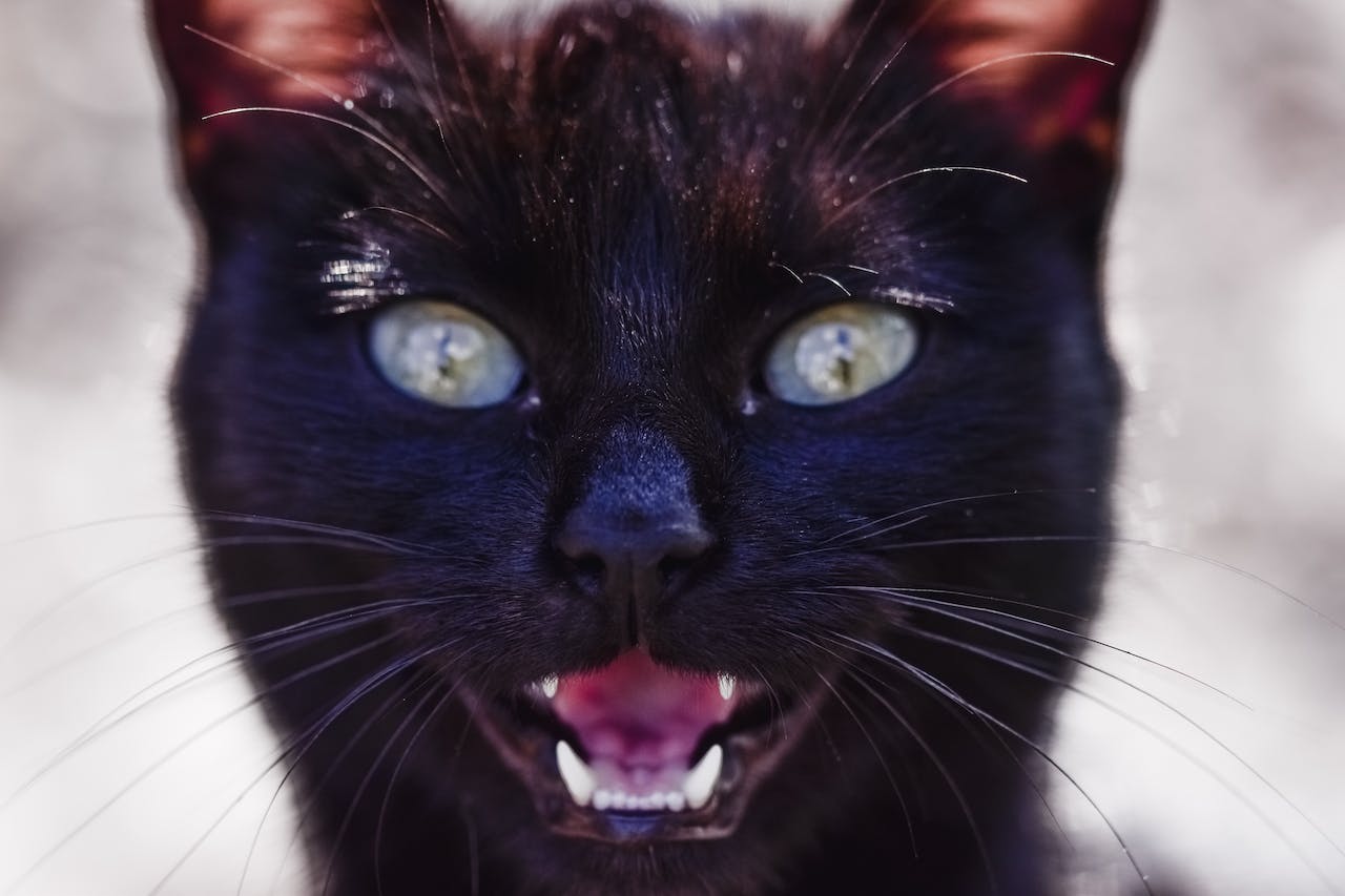 a black cat meowing and showing properly aligned teeth