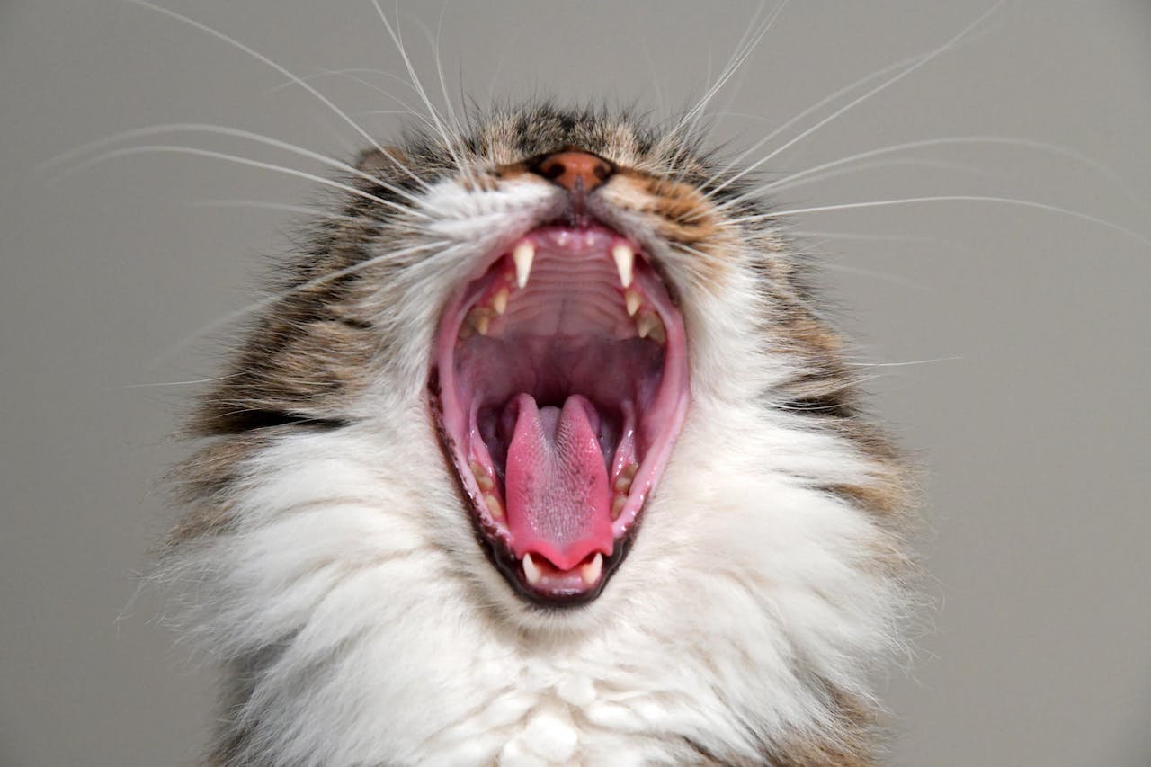 A gray and white cat with mouth open due to yawn, showing all teeth and pink tongue
