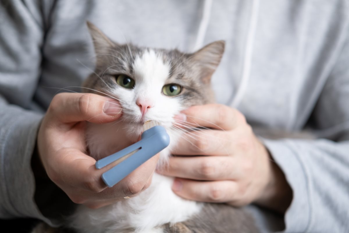 A small gray and white cat having teeth brushed b a human in light shirt