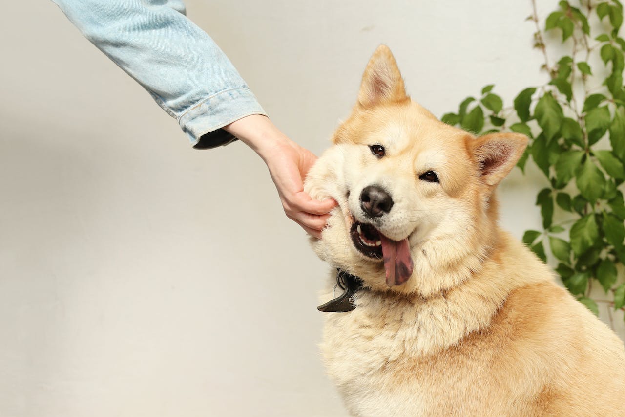 A tan dog with tongue hanging out being pet by a human in blue sweater