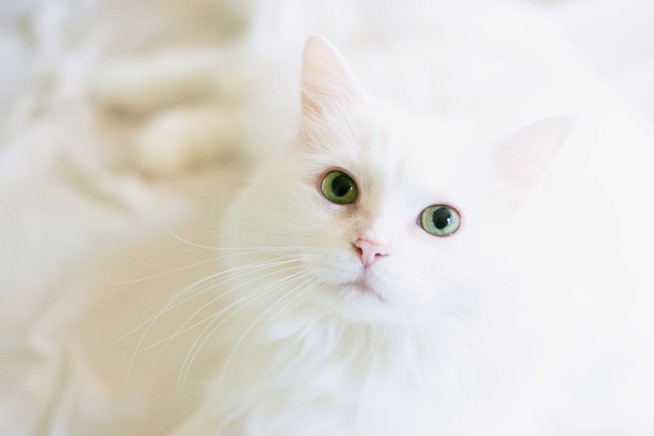 A white cat with bright green eyes looks up into the camera against a white blanket background