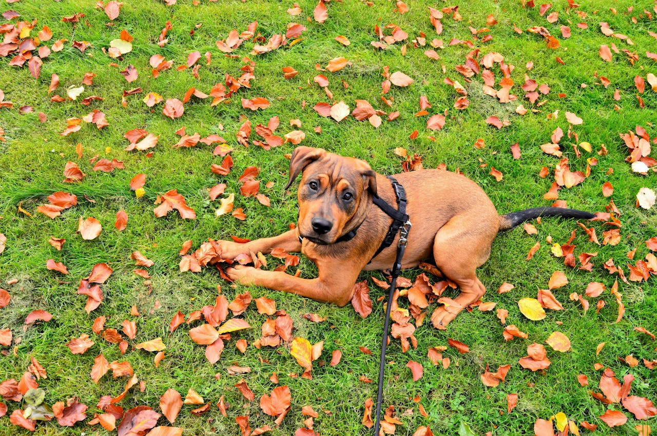 A brown, large puppy with black harness and leash lays on green grass with fallen orange leaves