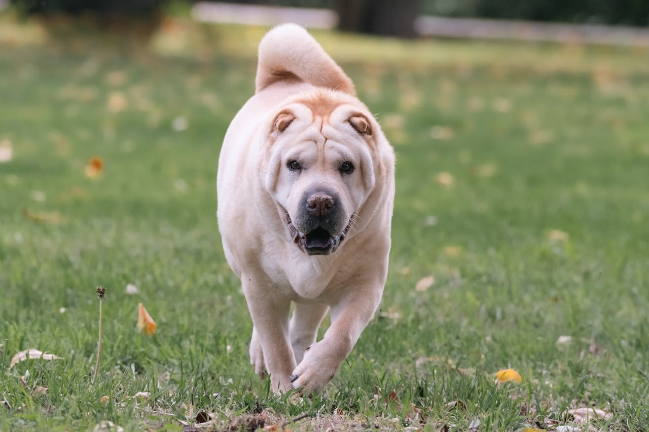 A senior dog that is tan with a black nose runs towards camera on soft grass