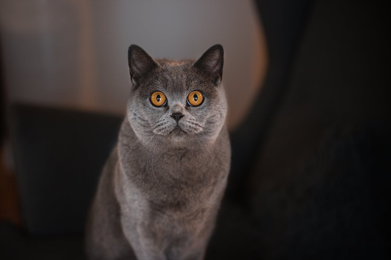 A short haired gray cat with yellow eyes looks up at camera