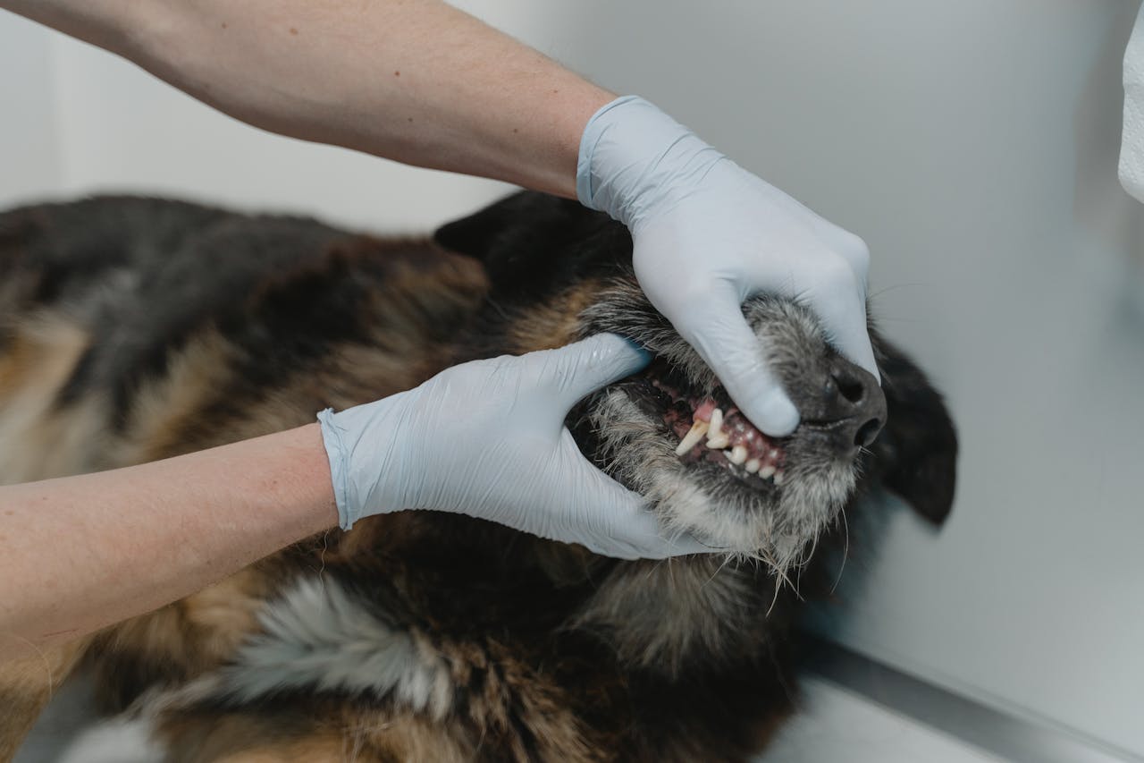 A veterinarian wearing blue gloves looks at a black and brown dog's teeth