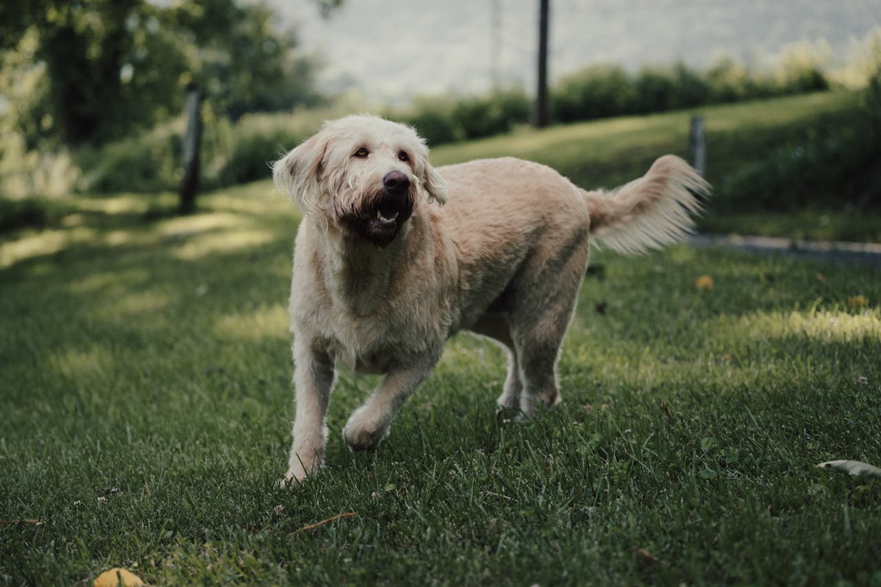 A large, shaggy cream colored dog plays outside in green grass