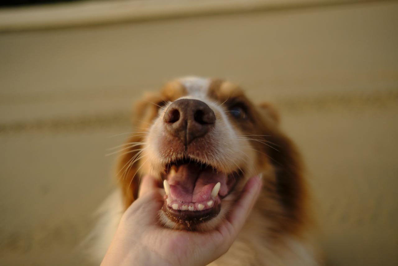 A brown and white fluffy dogs has mouth open with face resting on a human hand