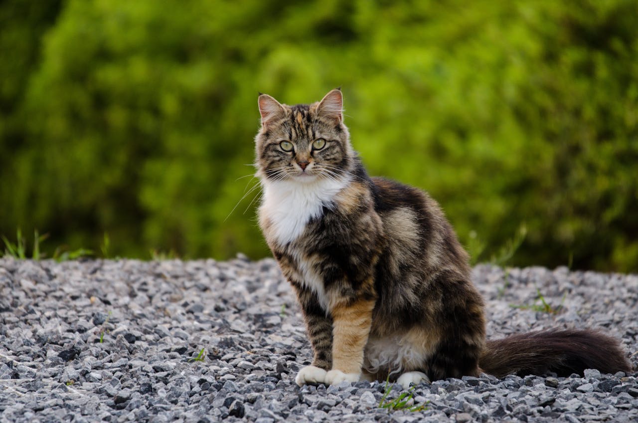 Photo a a brown, white, and black cat standing outside on gravel with green trees in background