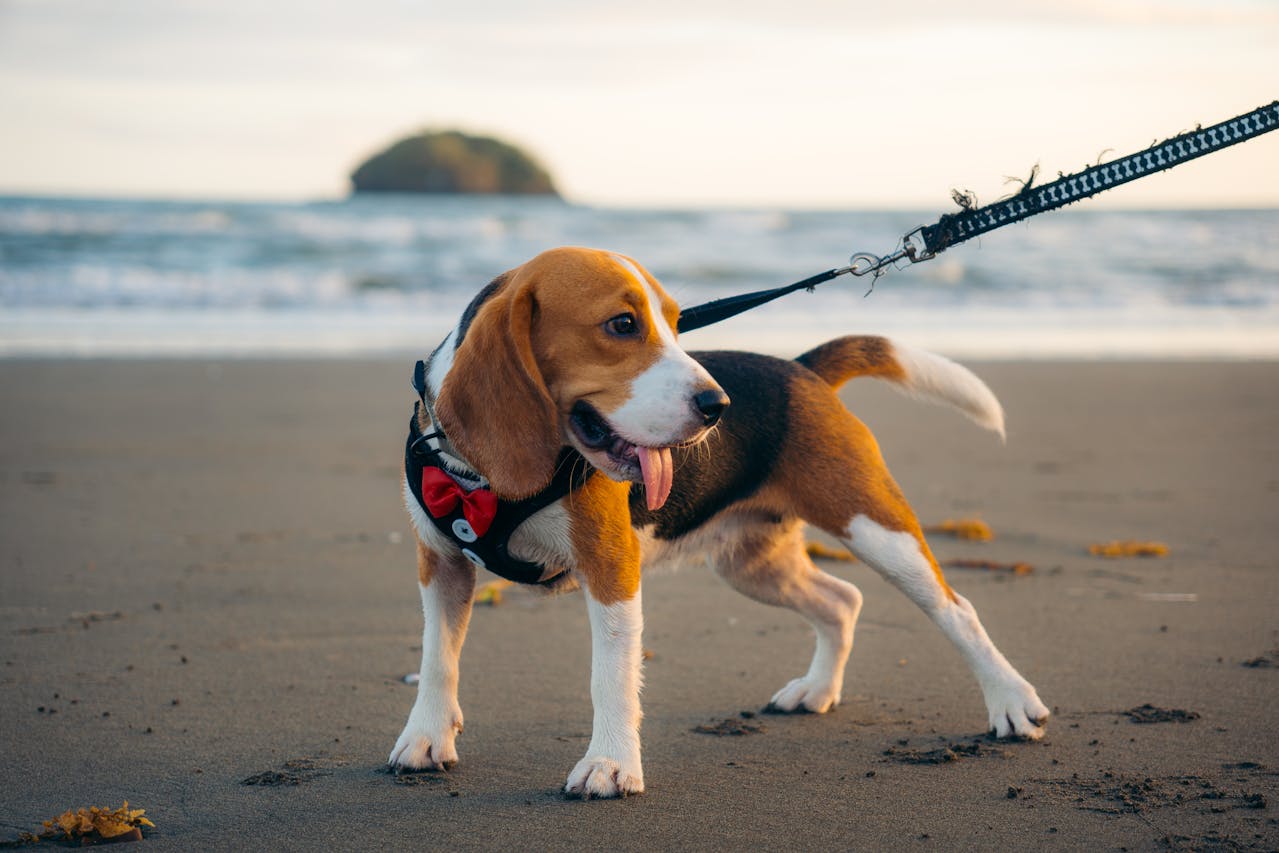A small dog with tongue out stands on a sandy beach with ocean in background.